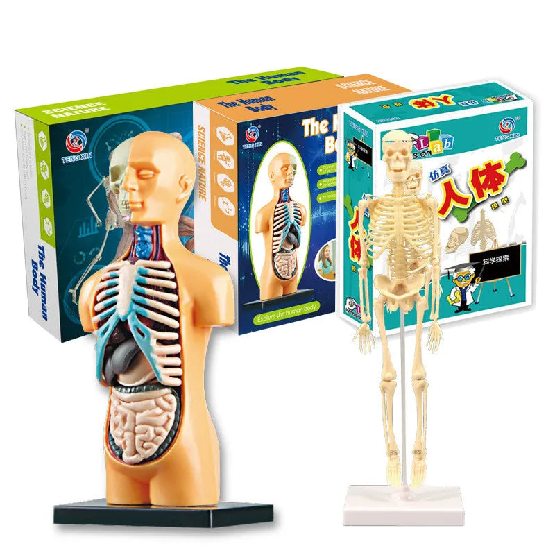Children Science STEM Game Assembled Human Body Kids Educational Toy Skeleton Anatomy Organs Bones Kit STEM Toys Atypical Journey Store