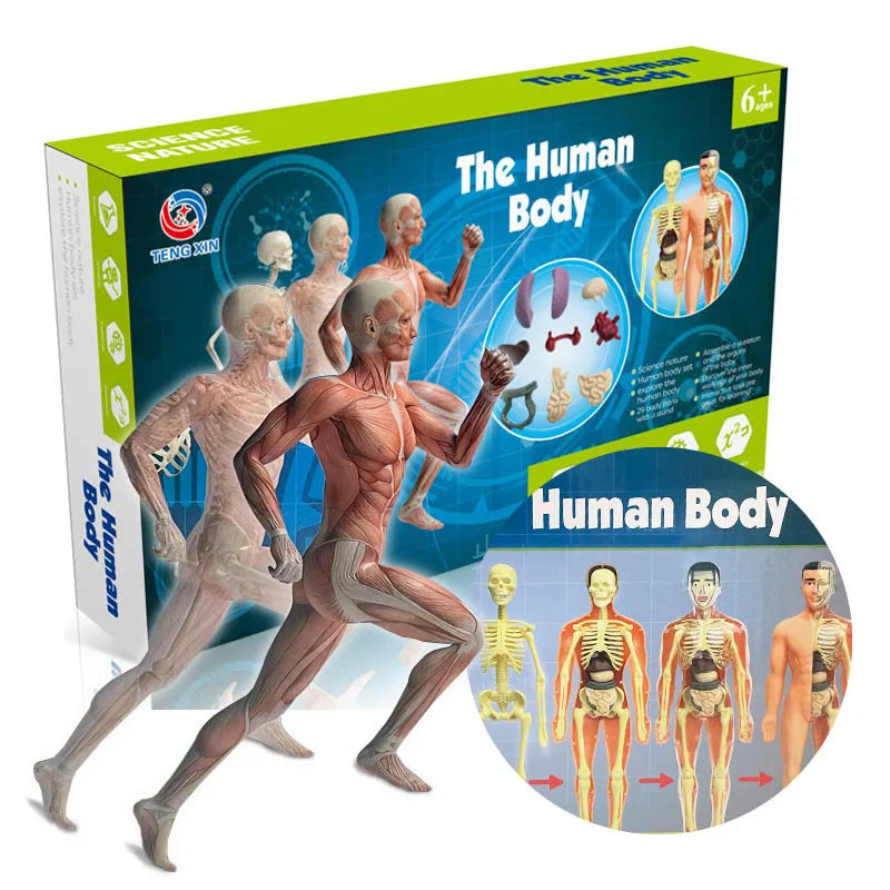 Children Science STEM Game Assembled Human Body Kids Educational Toy Skeleton Anatomy Organs Bones Kit STEM Toys Atypical Journey Store