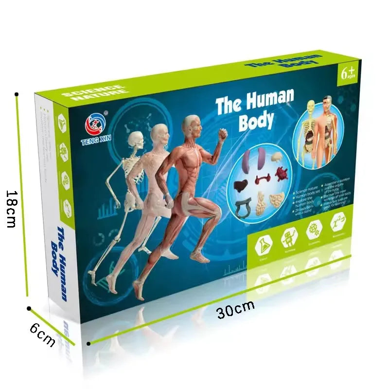 Children Science STEM Game Assembled Human Body Kids Educational Toy Skeleton Anatomy Organs Bones Kit STEM Toys Atypical Journey Store