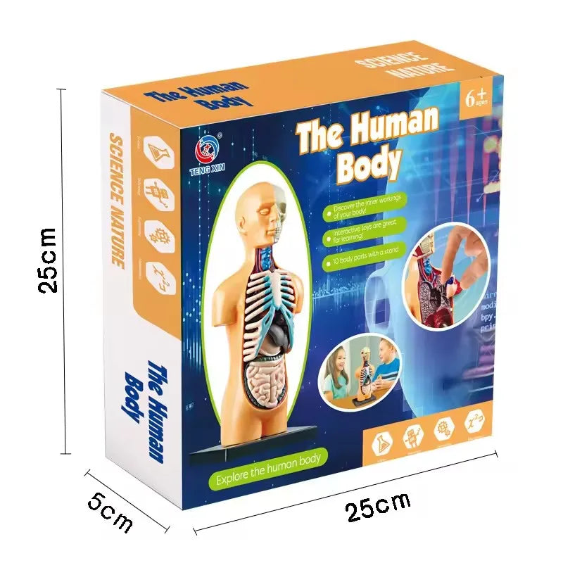 Children Science STEM Game Assembled Human Body Kids Educational Toy Skeleton Anatomy Organs Bones Kit STEM Toys Atypical Journey Store