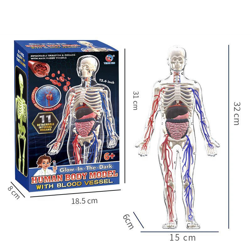 Children Science STEM Game Assembled Human Body Kids Educational Toy Skeleton Anatomy Organs Bones Kit STEM Toys Atypical Journey Store