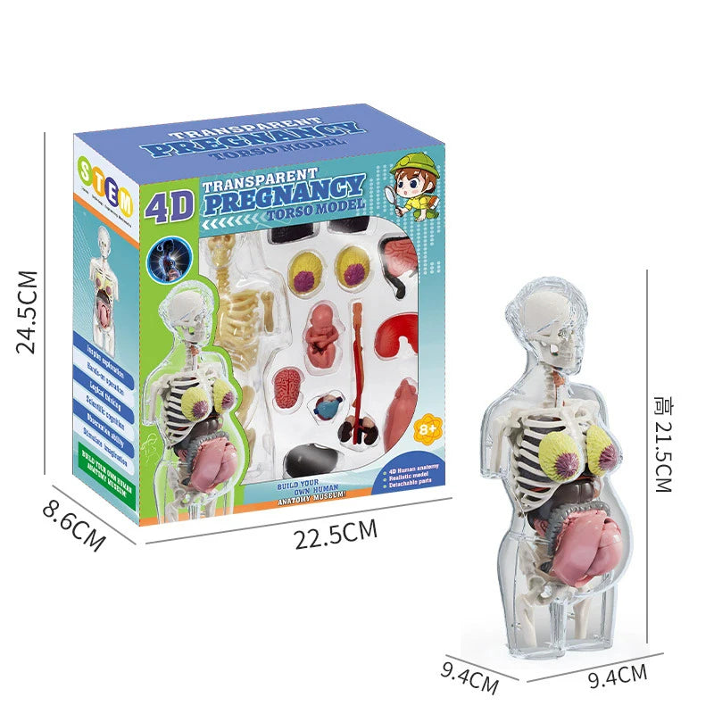 Children Science STEM Game Assembled Human Body Kids Educational Toy Skeleton Anatomy Organs Bones Kit STEM Toys Atypical Journey Store